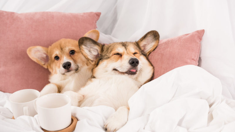 Two happy corgi dogs snuggled in a bed with a cup of tea.