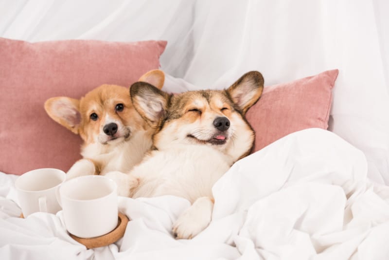 Two happy corgi dogs snuggled in a bed with a cup of tea.