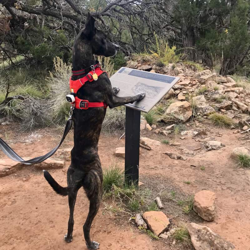 Dog standing with his front paws on an interpretive sign at Canyon of the Ancients National Monument - Delores, CO