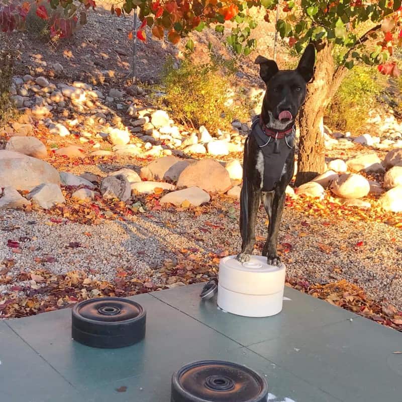 Brindle dog in grey harness play on a life-sized checkers board at Moab Valley RV Resort and Campground in Moab, UT