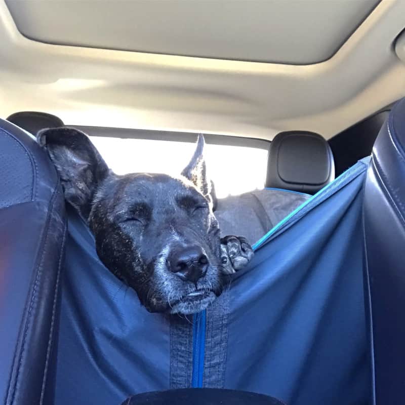 Brindle dog sleeping in the back seat of a car
