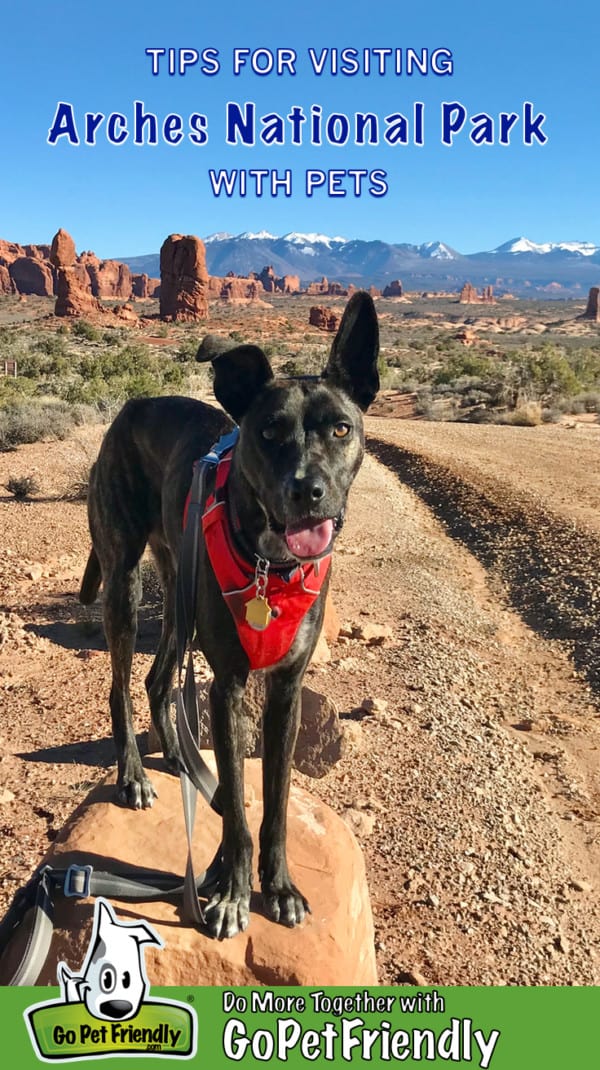 Brindle dog in a red harness standing on a rock in Arches National Park, Moab, UT