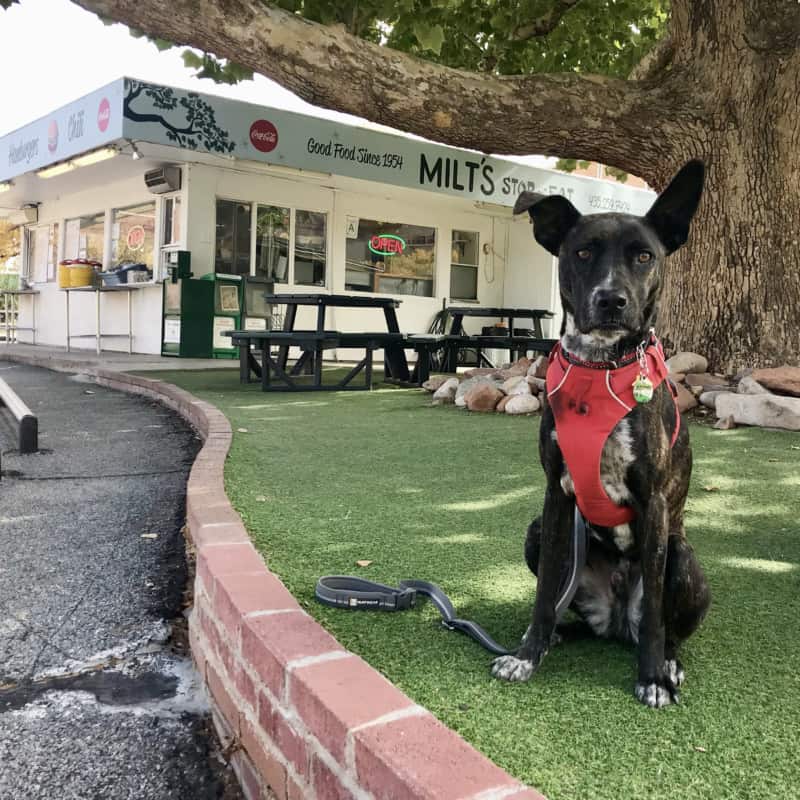 Brindle dog in a red harness at the dog friendly outdoor seating area at Milt's Stop and Eat in Moab, UT