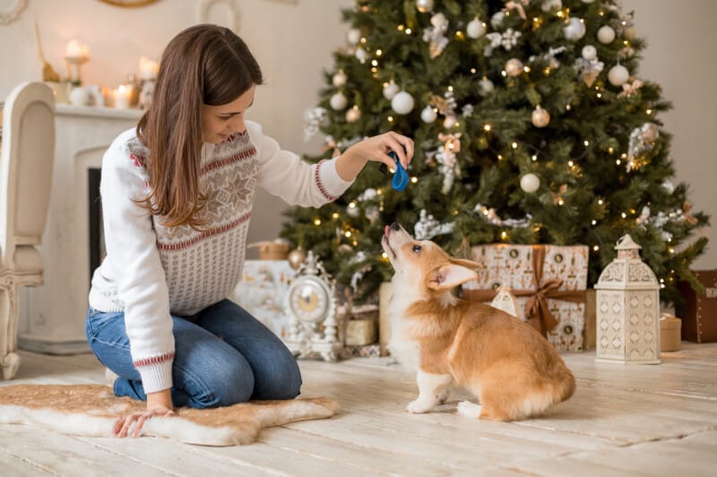 Gift Ideas For Traveling Dogs And Cats