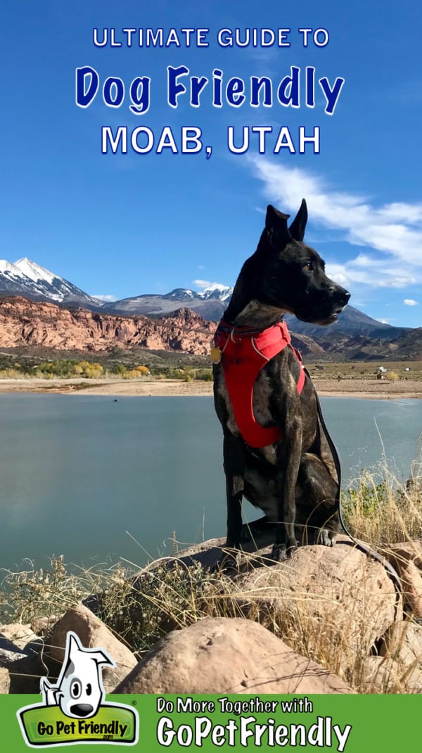 Dog sitting on a rock with lake and snow capped mountains in the background in Moab, UT