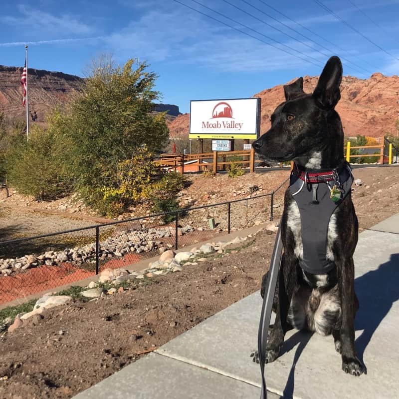 Brindle dog sitting on sidewalk with Moab Valley RV Resort and Campground sign in the background - Moab, UT