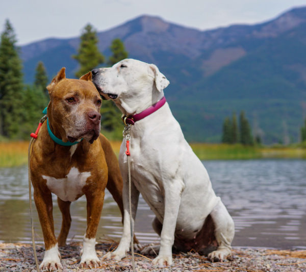 Visiting Glacier National Park With Dogs