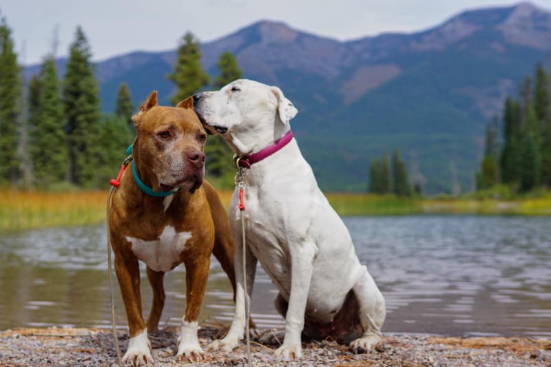 Two dogs pose in front of a lake surrounded by pine trees and mountains