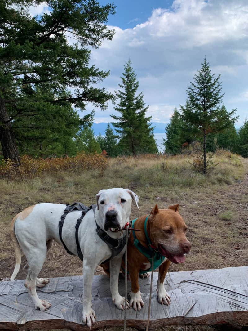 A white dog and a brown dog on a wooden bench on a hill overlooking pine trees and a lake