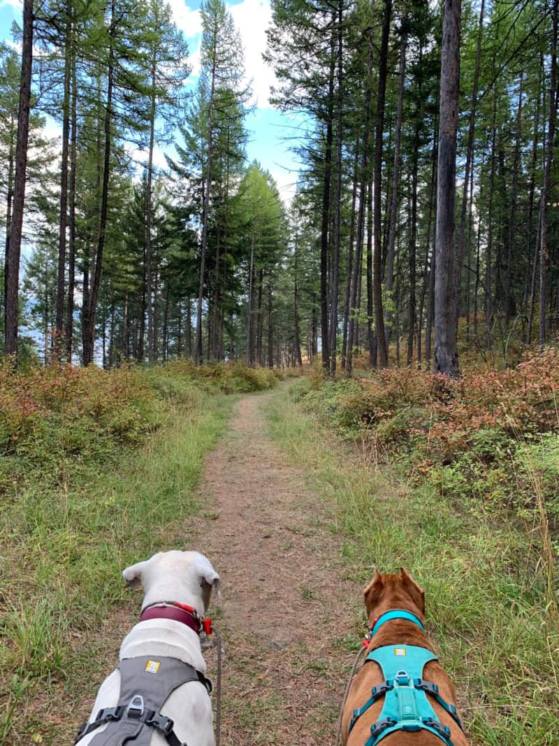 A white dog and a brown dog hiking a grassy trail in a pine forest