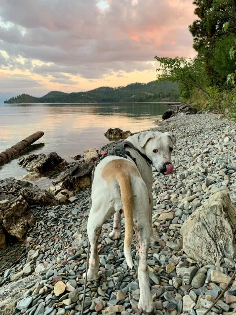 A white dog standing on a rocky shoreline of a lake at sunset