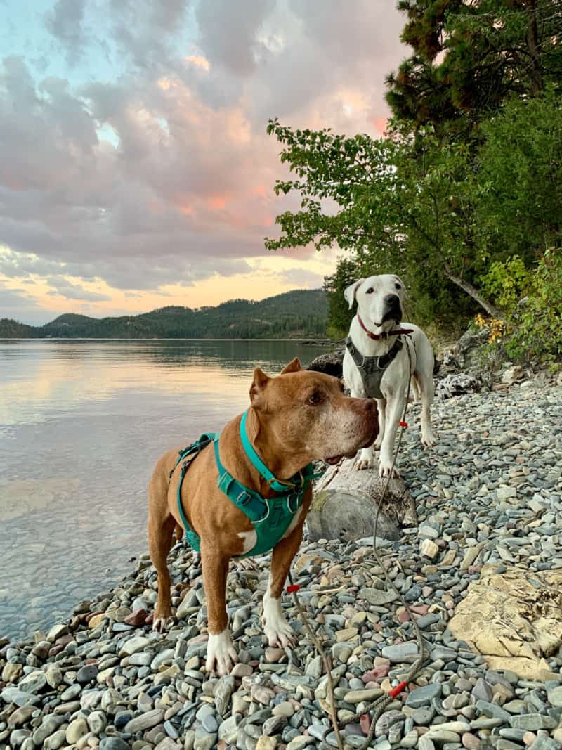 Two dogs standing along the shoreline of a lake surrounded by pines