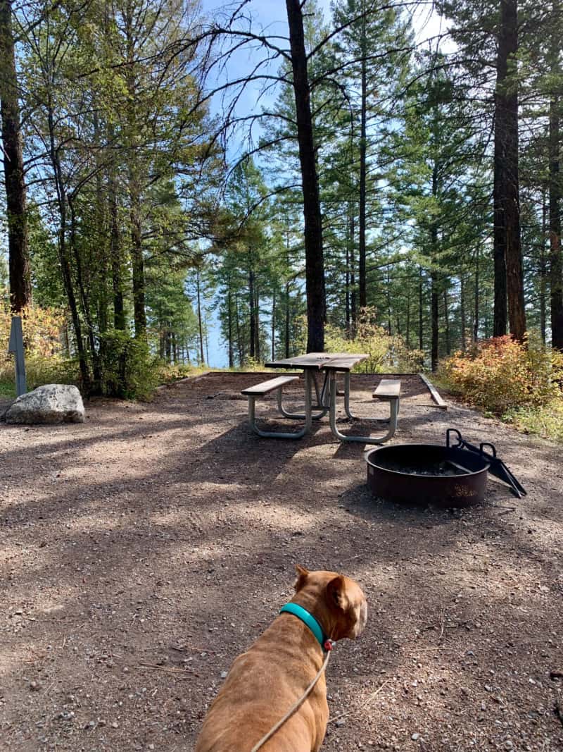 A brown dog at a wooded campsite with a picnic table a fire ring