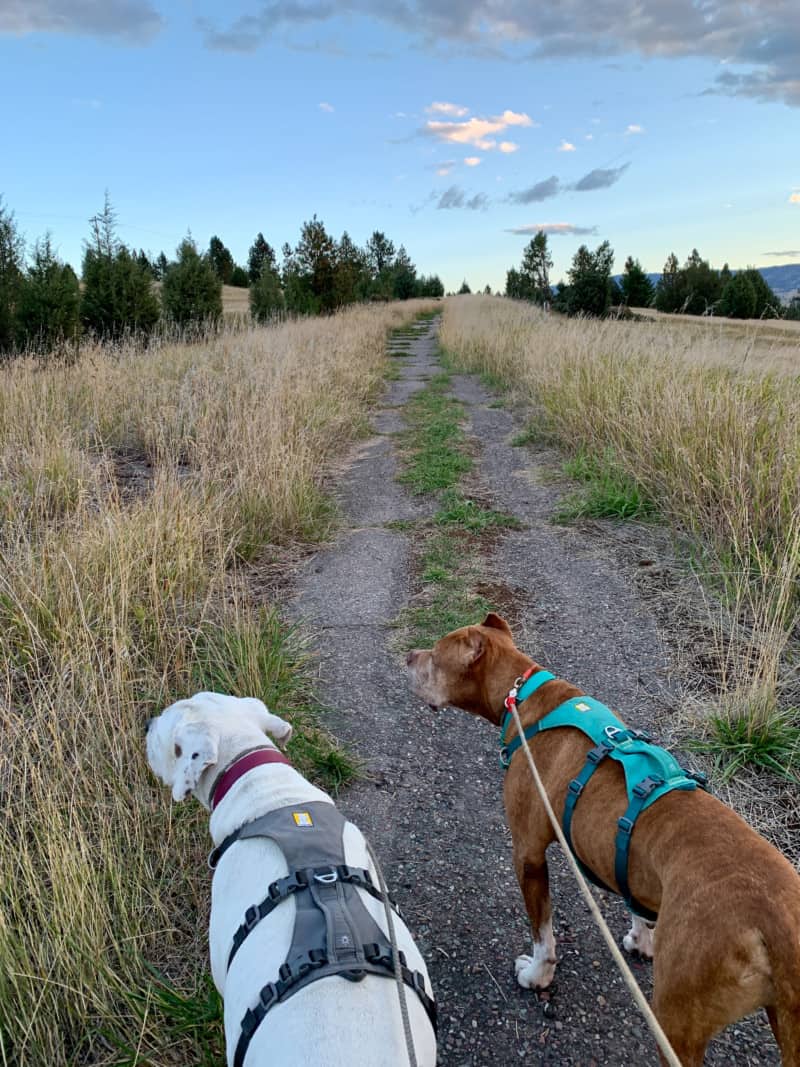 Two dogs hiking a trail on a hilltop covered in grass and pine trees. 