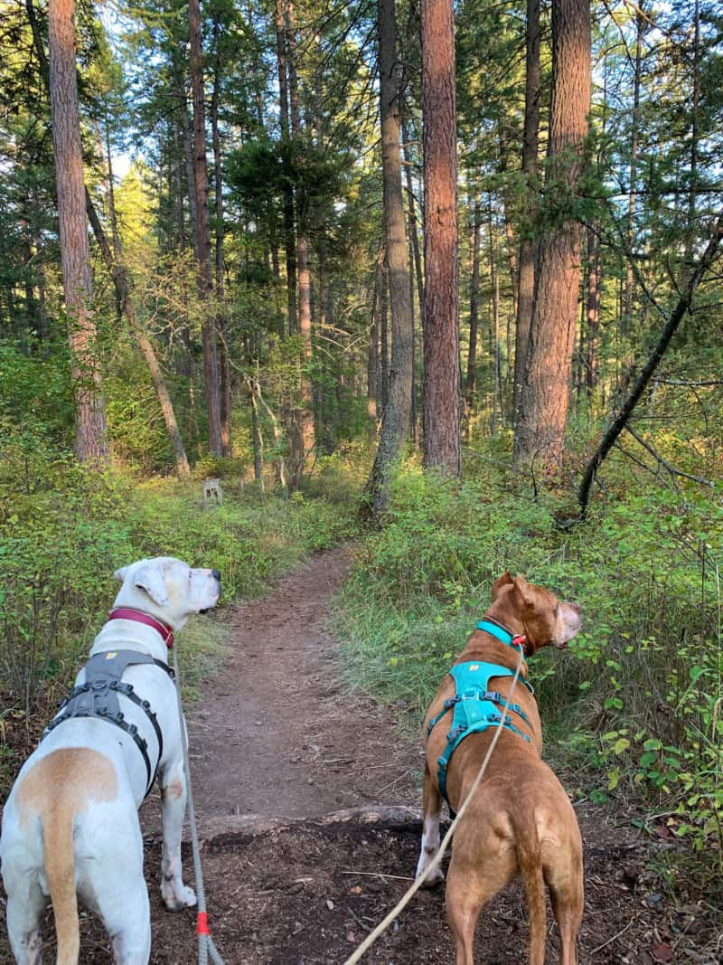 Two dogs hiking a wooded trail in Montana