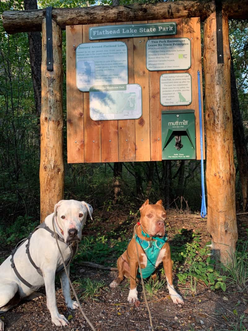 Two dogs sitting in front of a trailhead sign at Flathead Lake State Park