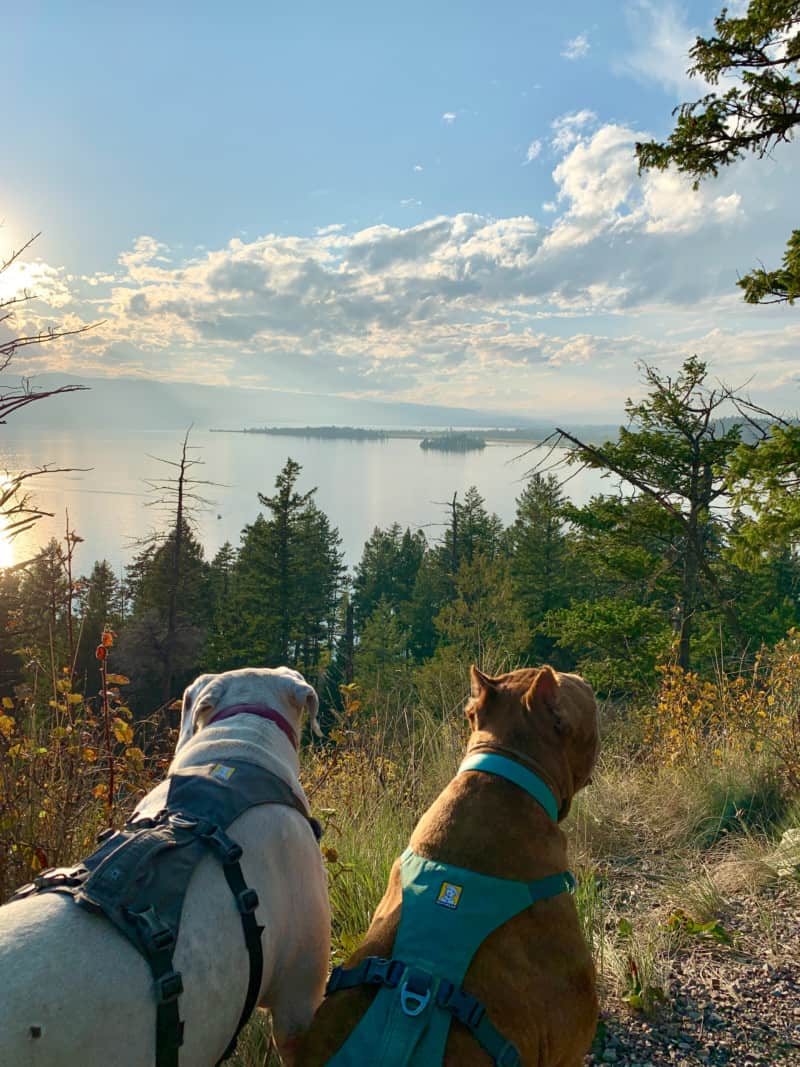 Two dogs looking out at a lake from a grassy overlook