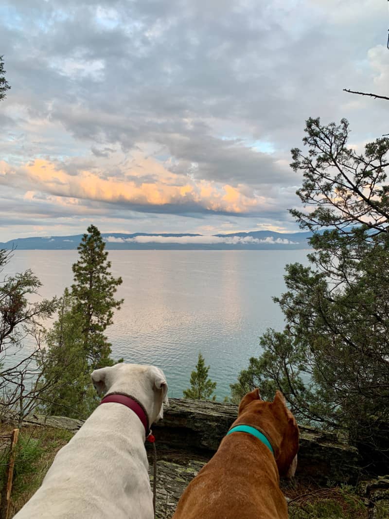 Two dogs looking out between the trees at a lake