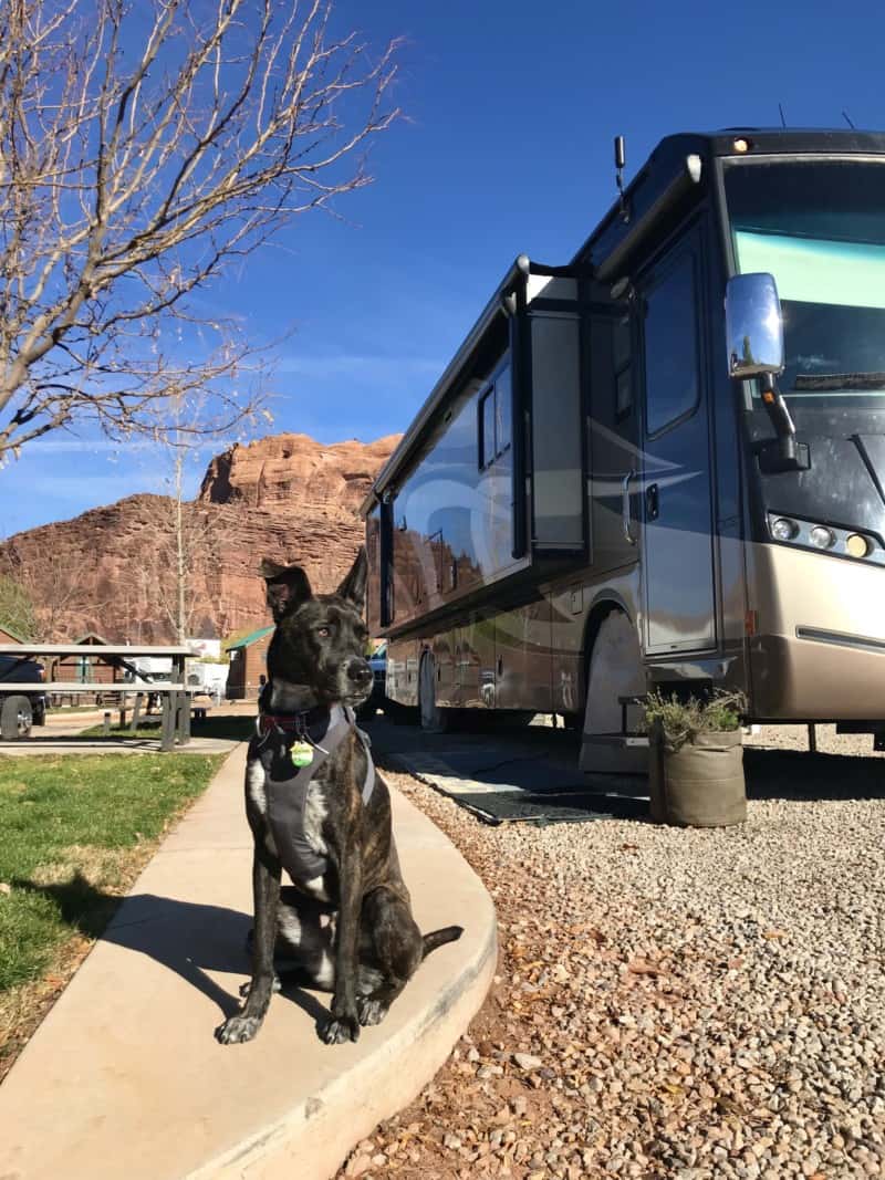 Brindle dog at Moab Valley RV Resort and Campground - Moab, UT