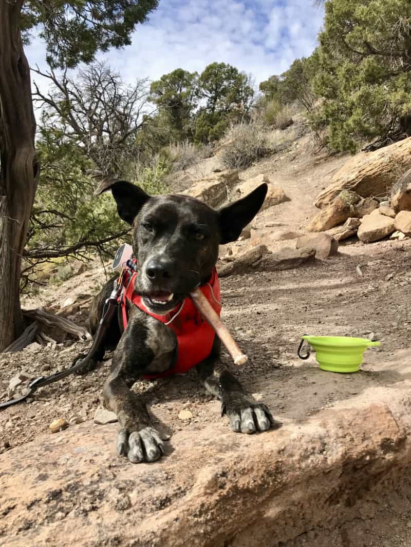 A dog eats a treat in a collapsible water bowl on the Sand Canyon Trail in Canyon of the Ancients National Monument, Delores, Colorado