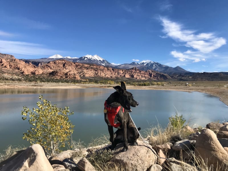 Happy brindle dog at Ken's Lake Campground in Moab, UT