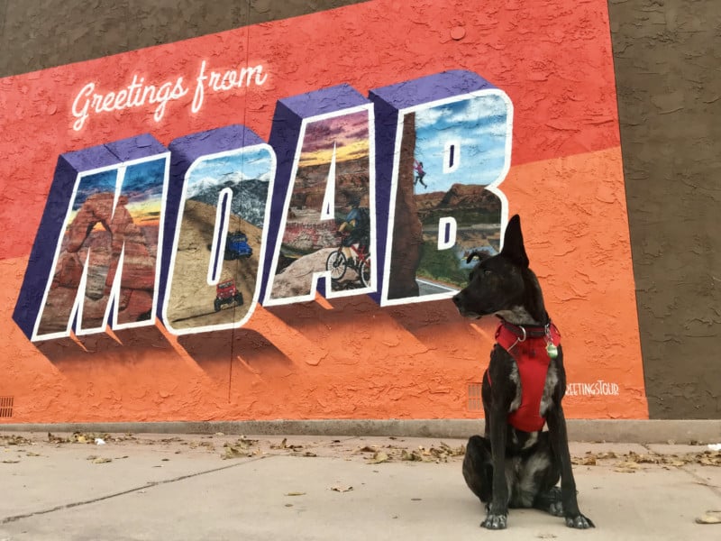 Brindle dog in red harness sitting in front of a 