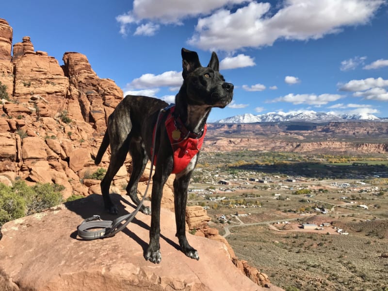 Brindle dog in a red harness on a dog friendly trail in Moab, UT with red rocks and snow-capped mountains in the background