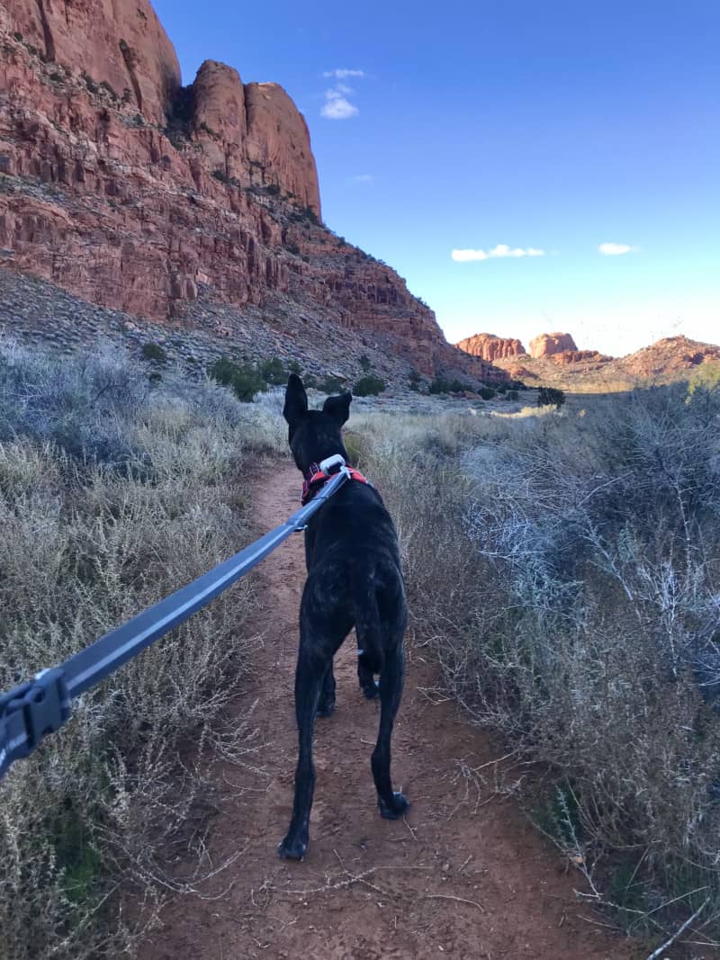 Brindle dog in a red harness on a dog friendly trail in Moab, UT with red rocks in the background