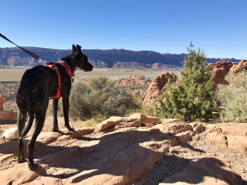 Brindle dog in a red harness on a pet friendly hiking trail at Ken's Lake in Moab, UT