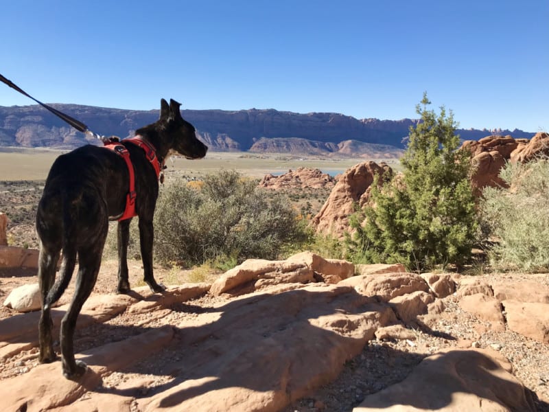 7 Essentials For Desert Hiking With Dogs