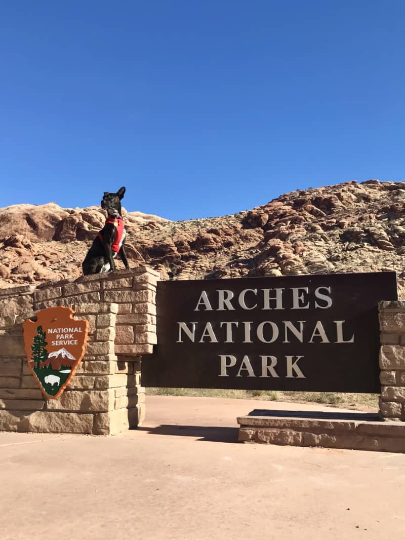 Brindle dog in red harness sitting on the sign at Arches National Park - Moab, UT