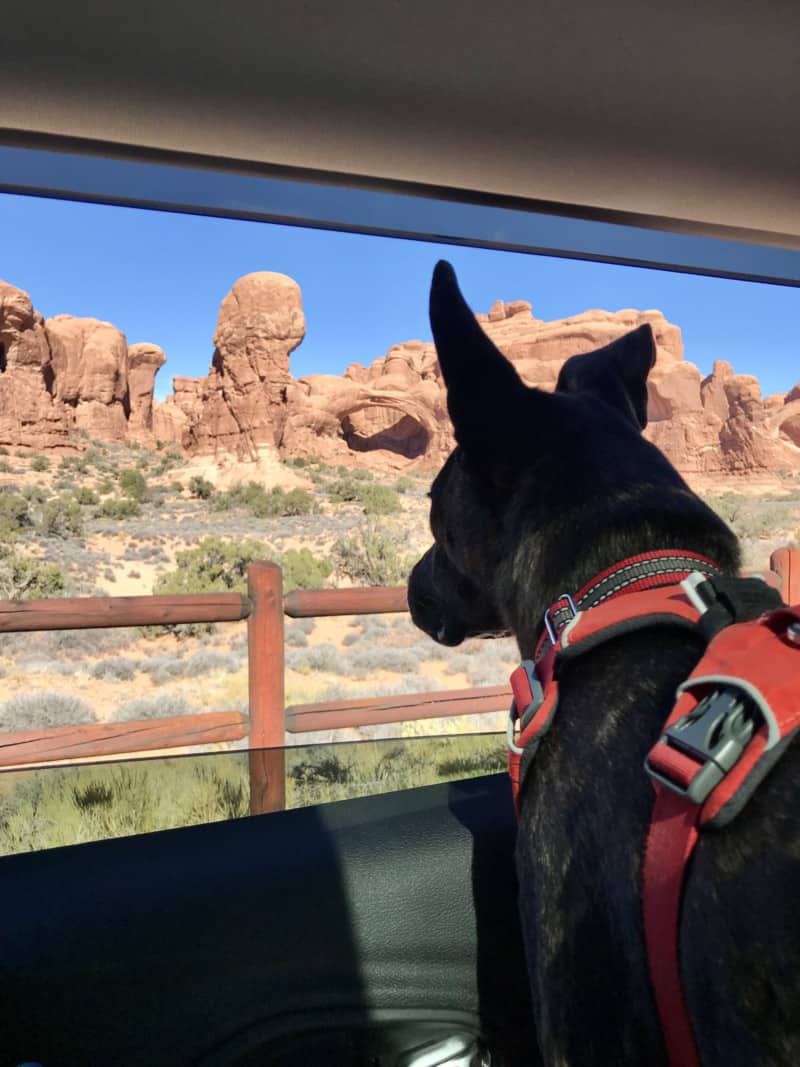 Brindle dog in a red harness looking out the window of a car at an arch in Arches National Park - Moab, UT