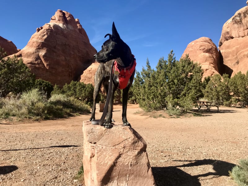 Brindle dog in a red harness in the campground at Arches National Park - Moab, UT