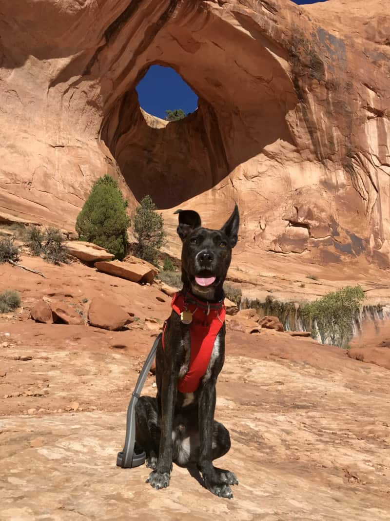 Brindle dog in a red harness with Bowtie Arch in the background - Moab, UT