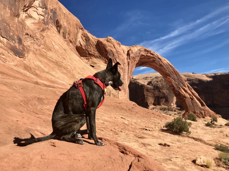 Brindle dog in a red harness admiring Corona Arch in Moab, UT