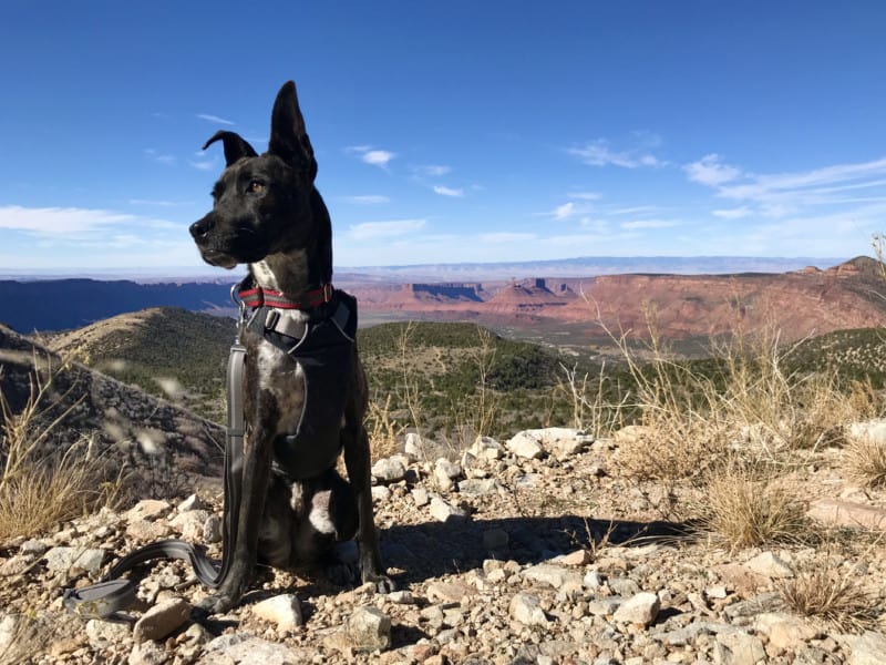 Bridle dog looking off into the distance with red rock formation in the background near Moab, UT