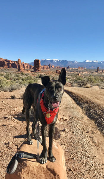 Brindle dog in a red harness standing on a rock in Arches National Park - Moab, UT