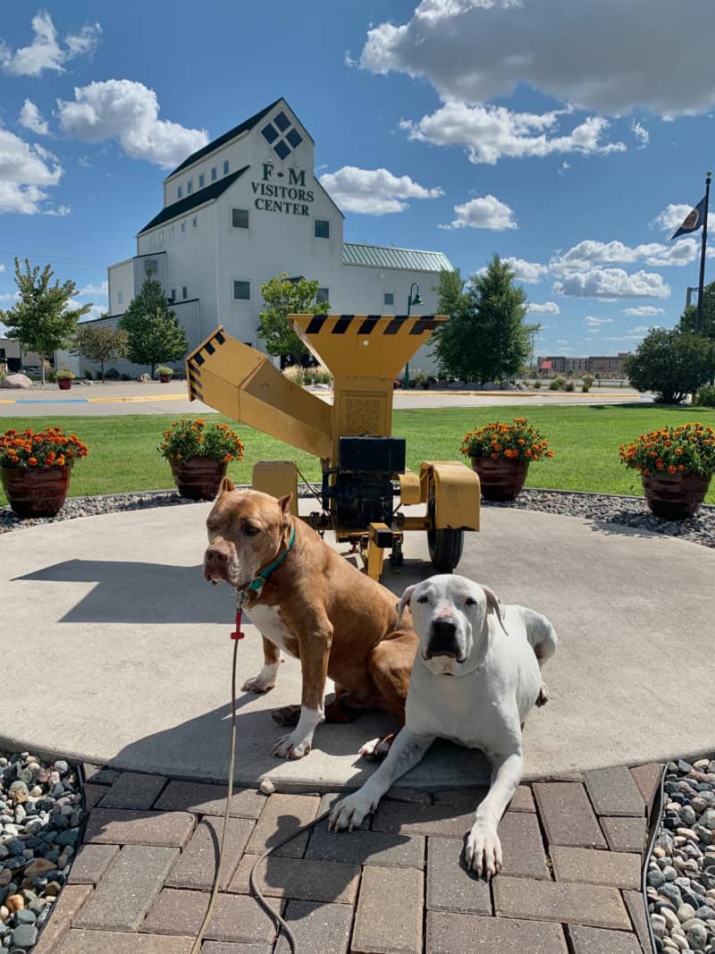 Two dogs sitting in front of a yellow woodchipper on display in front of the Fargo-Moorhead Visitor Center