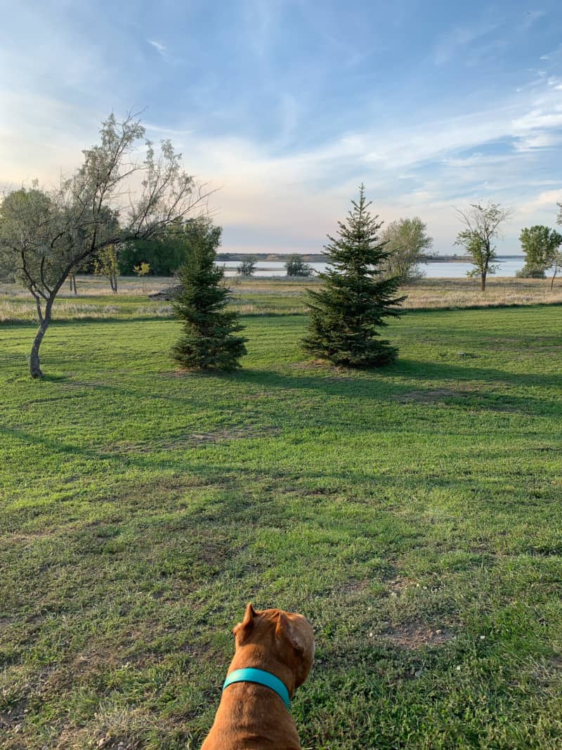 A brown dog looking out over a grassy area with trees and a lake ahead