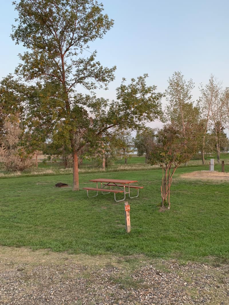 A grassy campsite with several trees, a picnic table, and fire ring at Lake Sakakawea State Park, one of the best dogs friendly spots in North Dakota