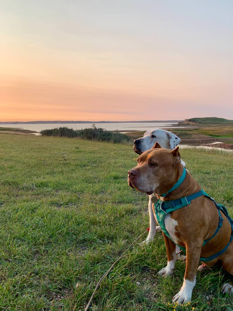 Two dogs sitting on a grassy hill during sunrise at Lake Sakakawea State Park, one of the best dog friendly spots in North Dakota