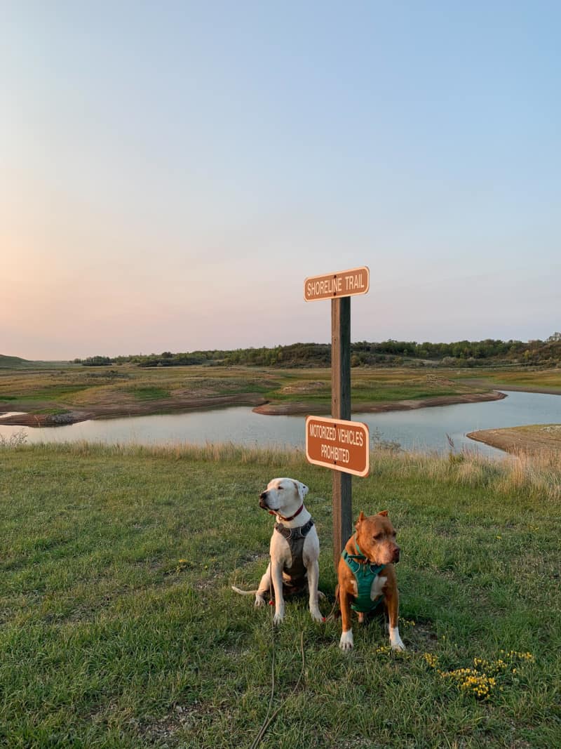 Two dogs sitting in from of a trail sign on a grassy hill in front of a lake
