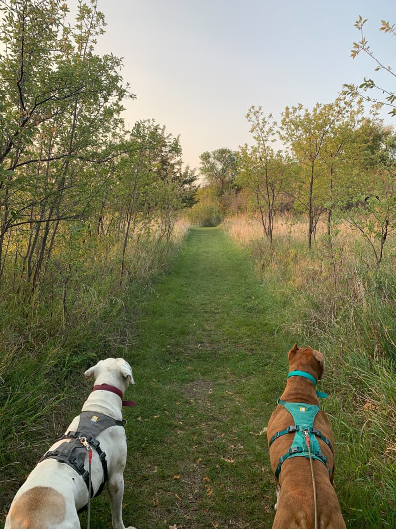 A white dog and a brown dog hiking a grassy trail in the woods at Lake Sakakawea State Park, one of the best dogs friendly spots in North Dakota