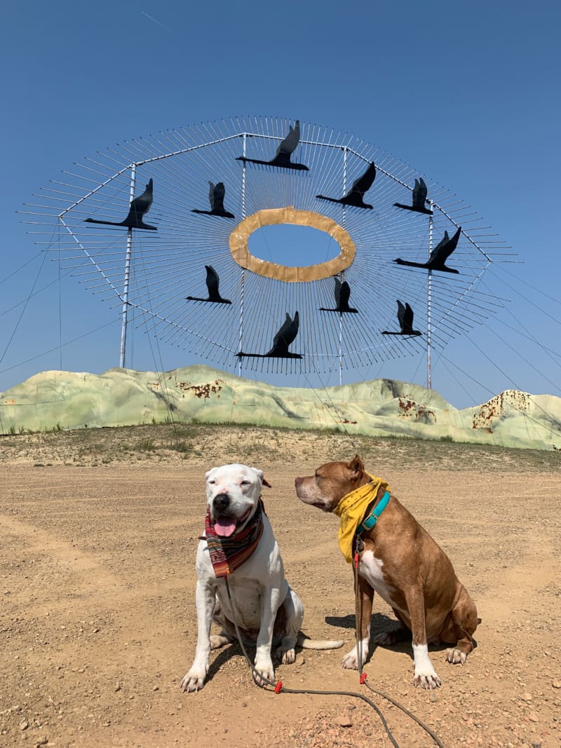 Two dogs sitting in front of a huge metal sculpture of flying geese which part of the Enchanted Highway, one of the best dogs friendly spots in North Dakota