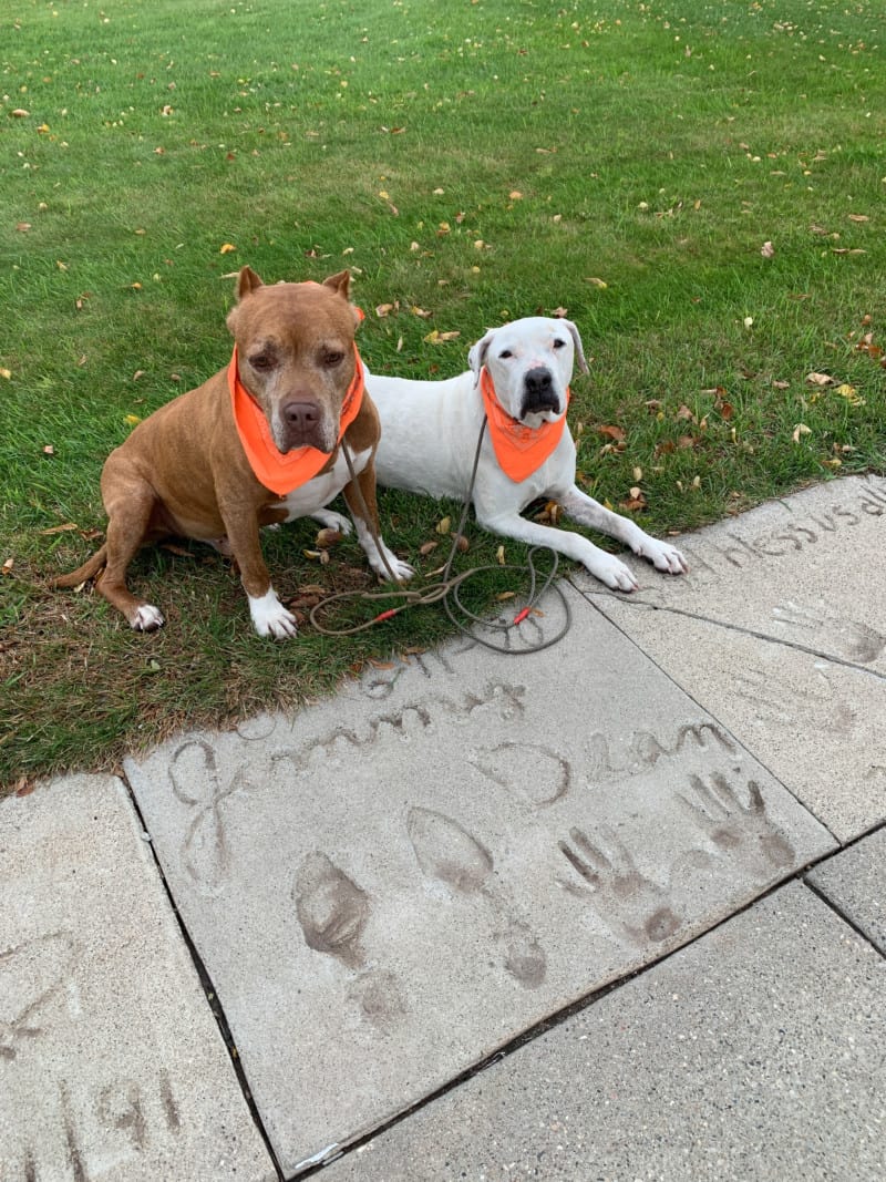 Two dogs posing by a sidewalk with Jimmy Dean's name, handprints, and footprints in the concrete. 