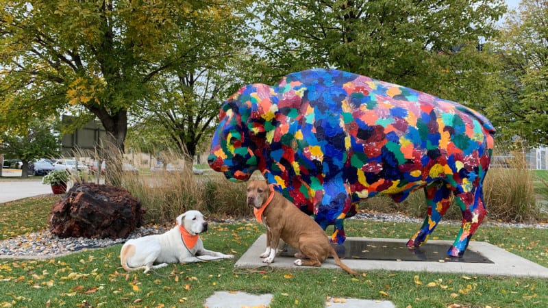Two dogs posing in front of brightly colored buffalo statue