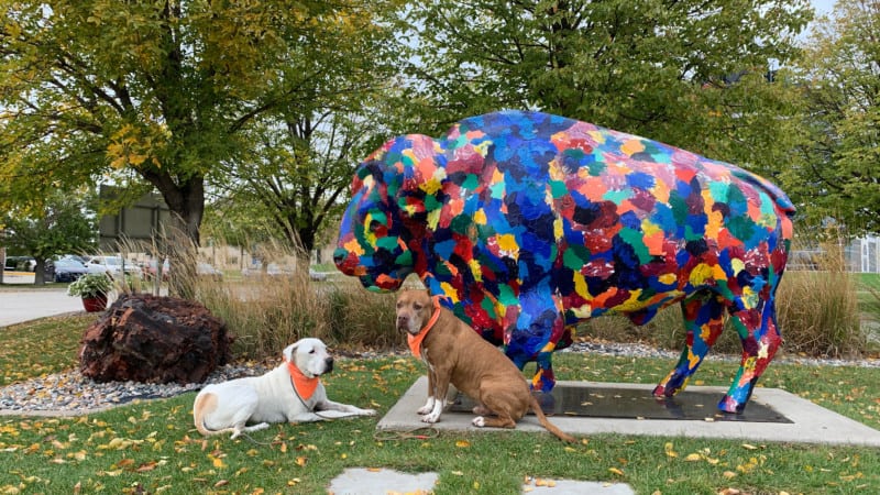 The Best Dog Friendly Spots In North Dakota