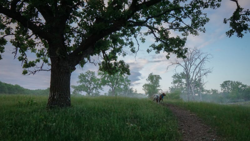 Two dogs on a hiking trail in a foggy woods