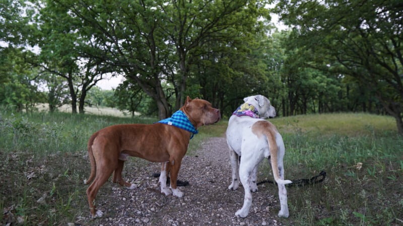 Two dogs on a gravel hiking trail in the woods in Sheyenne National Grasslands, one of the best dogs friendly spots in North Dakota