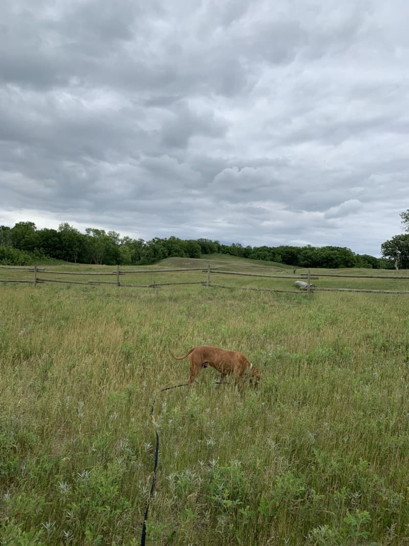 A brown dog exploring the wide grasslands of Shayen National Grasslands